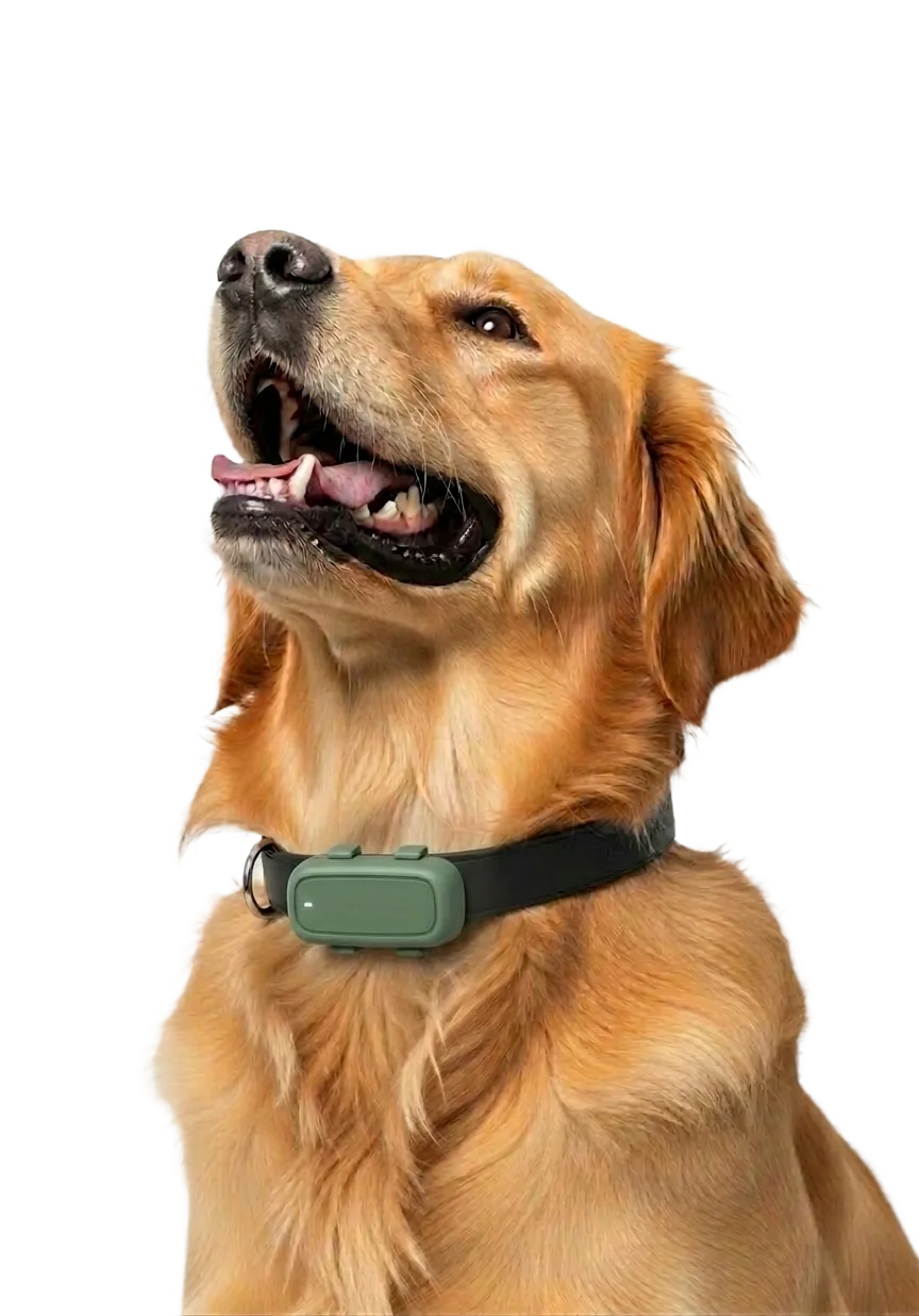 Hund mit LocoGPS L2 Tracker am Halsband